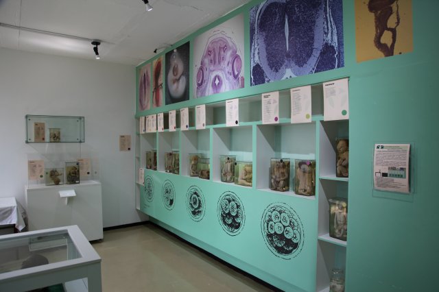 Museu da Anatomia 